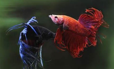 魚缸內需要哪些設備