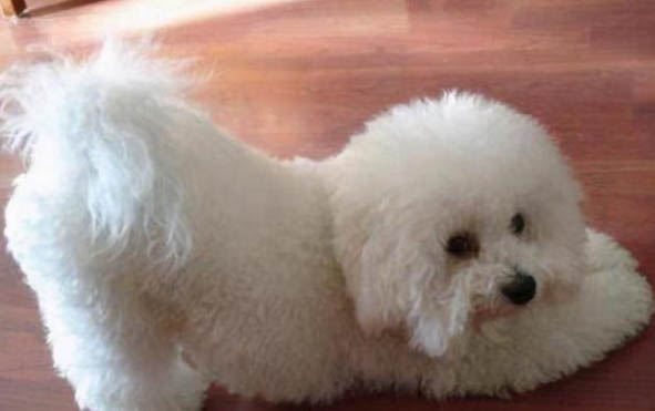 比熊犬與泰迪哪個好養(yǎng)