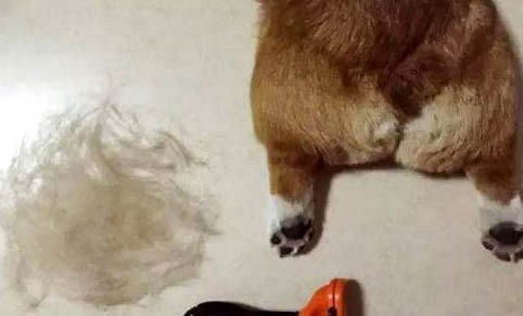 狗狗斷甲的好處與壞處