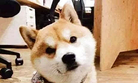 貓咪打狂犬疫苗副作用大嗎