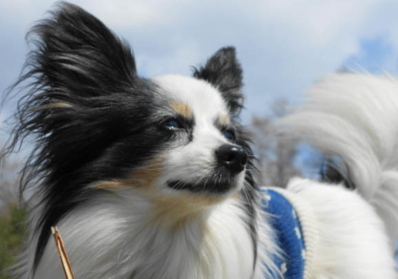 白色蝴蝶犬多少錢(qián)一只(純種)