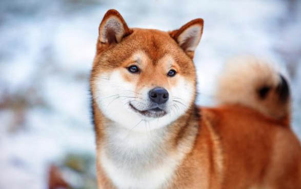 狗狗用什么藥預防感冒
