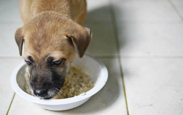 狗狗打完狂犬疫苗多久能出門?
