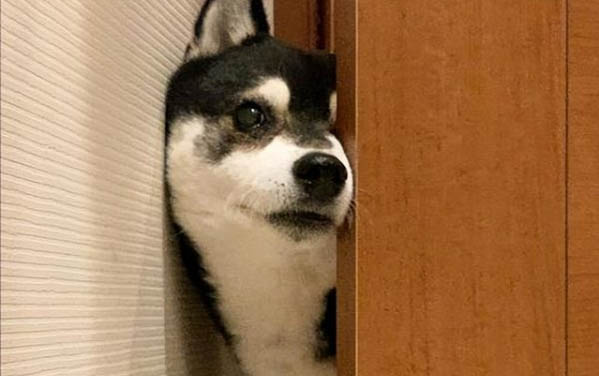 狗狗得狂犬病潛伏期是多久