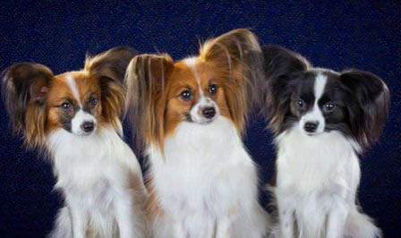 蝴蝶犬需要陪伴嗎