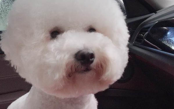 怎么訓練狗狗獨處