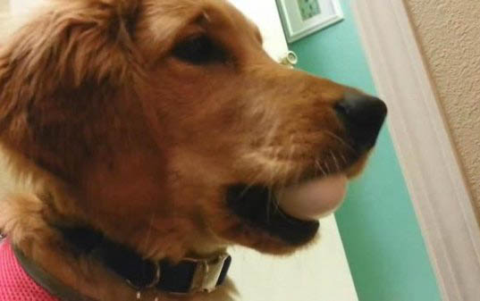 棉花面紗犬哪里有賣