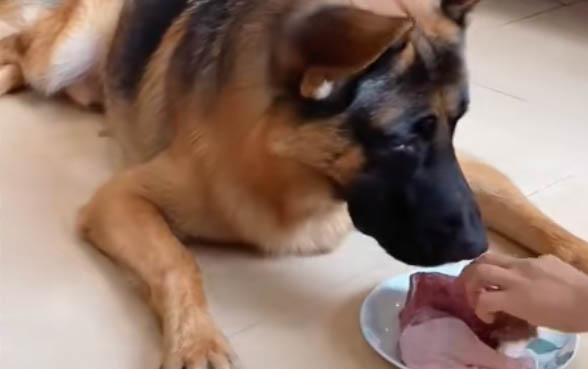 德牧和昆明犬的區別