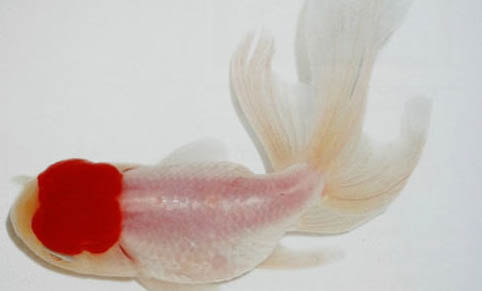 金魚眼睛沒了還能活嗎
