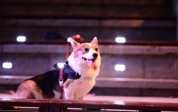 狗狗快生了有哪些癥狀