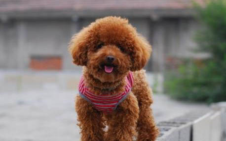 泰迪犬哪個顏色最貴