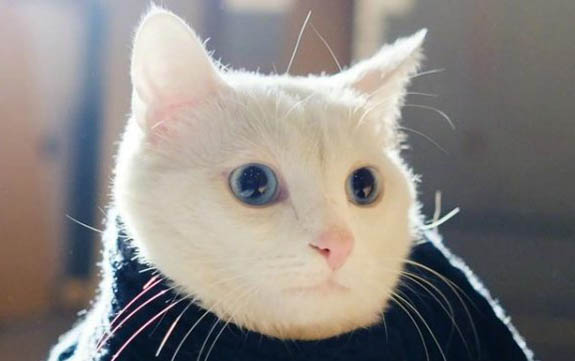 小貓出生多久打疫苗