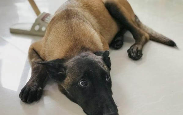 怎么改掉狗狗半夜拉屎?