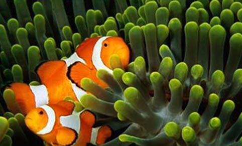 如何預防觀賞魚疾病