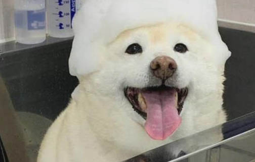 狗狗幾個月大可以體內驅蟲