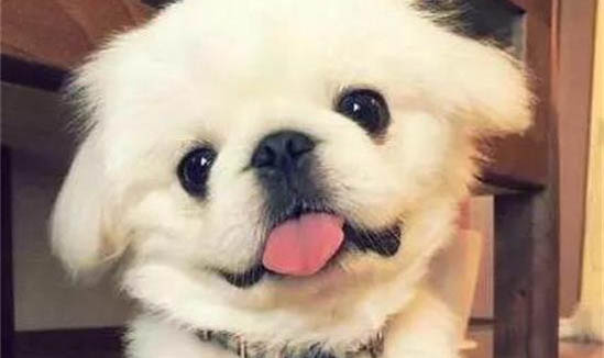 狗狗過敏會自己消腫嗎