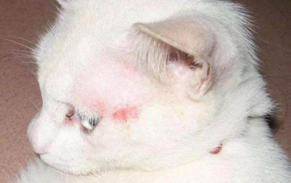 關于貓咪托運的三個注意事項