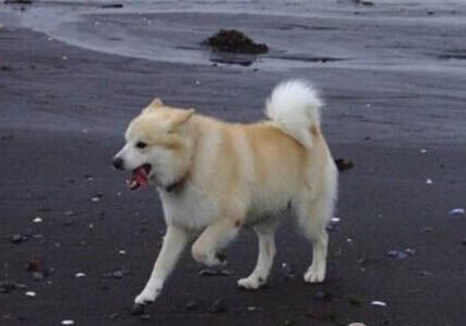 德國牧羊犬哪里有賣