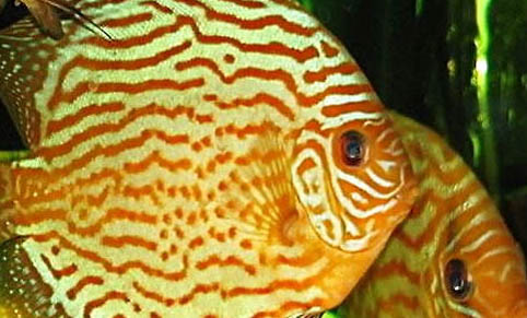 魚吃了魚食又吐出來是什么原因