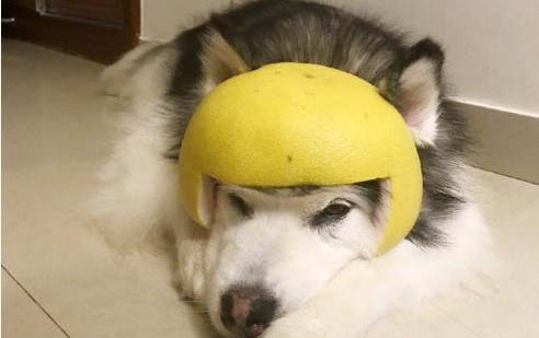 狗狗喜歡你的表現