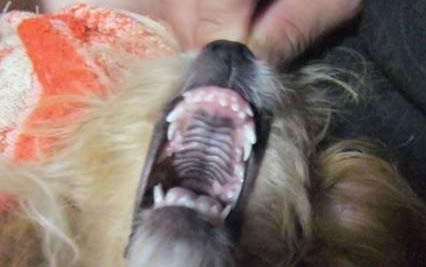 狗被撞死了有什么預(yù)兆