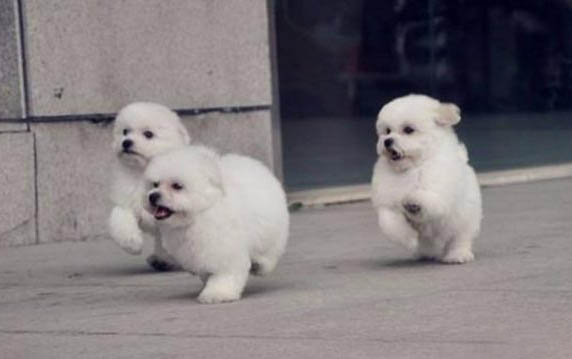狗狗口臭怎么處理?