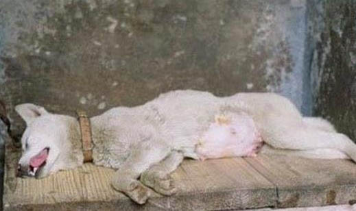 狗狗檢疫證在哪里辦