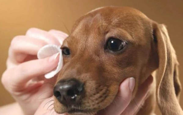 狗狗總是搖頭甩耳朵的原因及處理方法