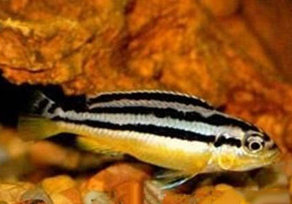 鳳凰魚多大能產(chǎn)小魚？