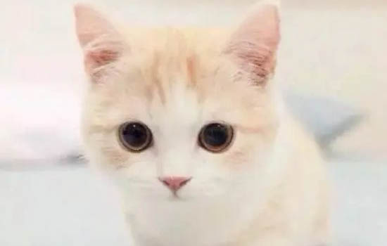 小貓有點拉稀怎么回事