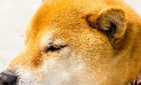 狗狗犬瘟熱癥狀