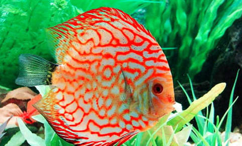 七彩神仙魚不吃食身體發黑什么原因