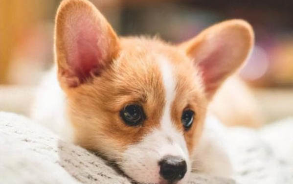 狗狗能不能吃芋頭？