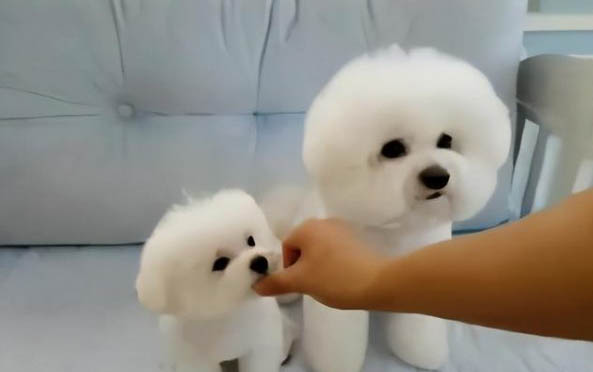 狗狗嘔吐的原因有哪些
