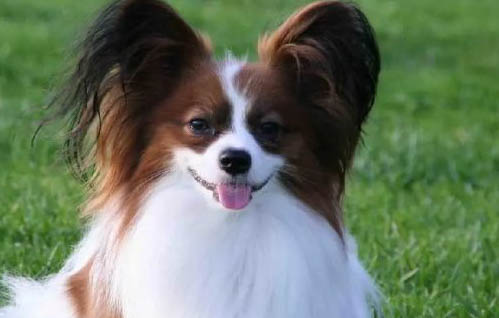如何判斷是蝴蝶犬幼犬