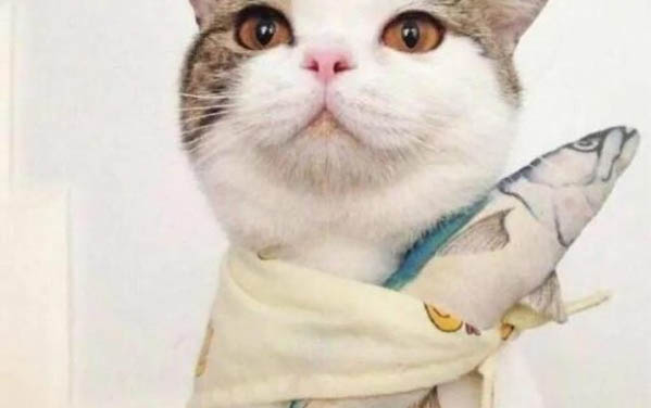如何教狗狗戶外大小便