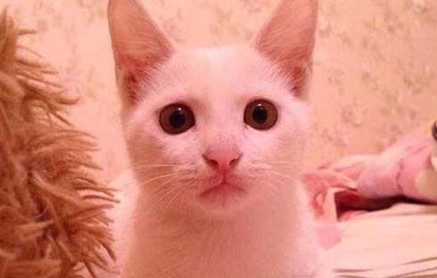 貓咪甲亢怎么確診