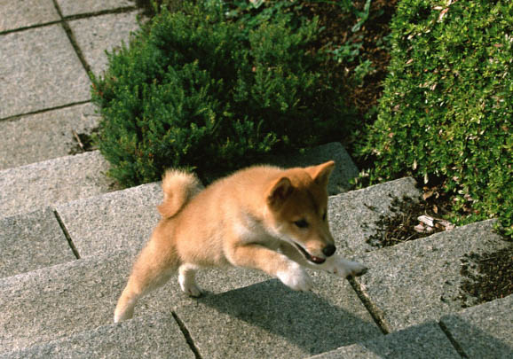 如何區(qū)別柴犬和秋田犬