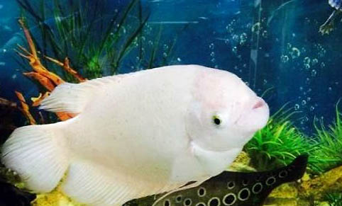 招財魚容易繁殖嗎
