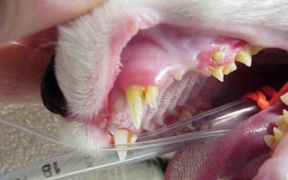 貓咪乳腺腫瘤有哪些癥狀??？
