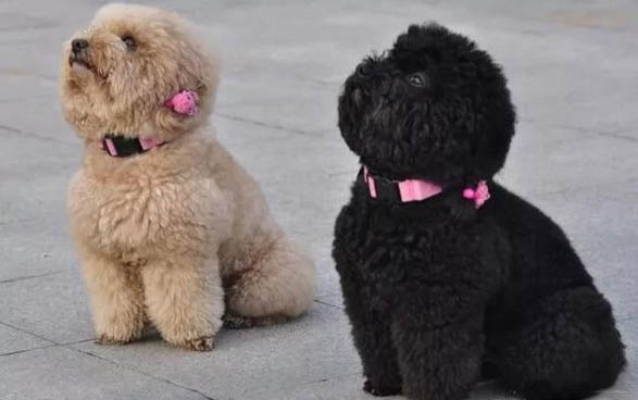 狗狗身上有皮膚病掉毛用什么藥有效果