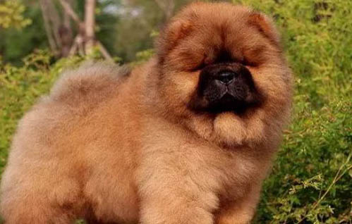 松獅犬如何配種
