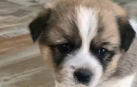 棕色邊牧羊犬圖片大全