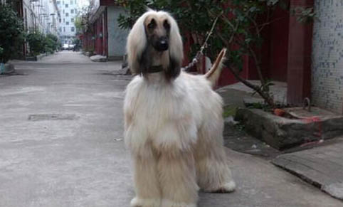 土獵犬和土狗的區別