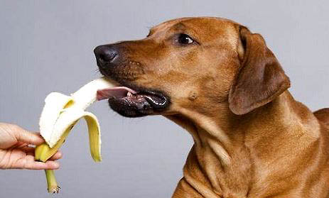 哪里有大型犬舍