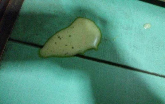 狗狗得了細(xì)小會(huì)傳染給人嗎