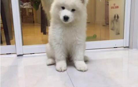 如何給薩摩耶幼犬選擇合適的玩具