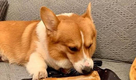 狗狗肥胖癥的危害有哪些?