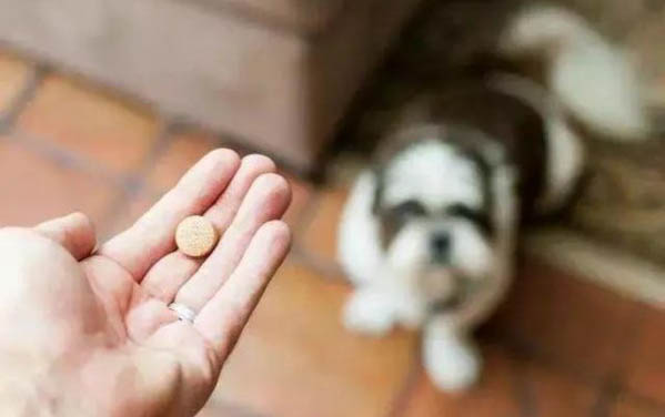 為什么狗狗特別通人性