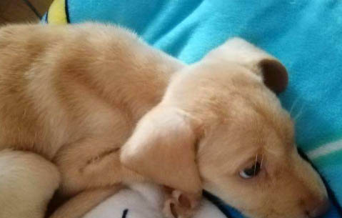狗狗絕育了為什么會恨主人